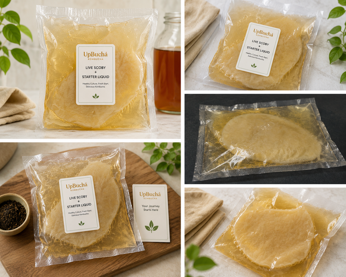 Live SCOBY & Starter Liquid