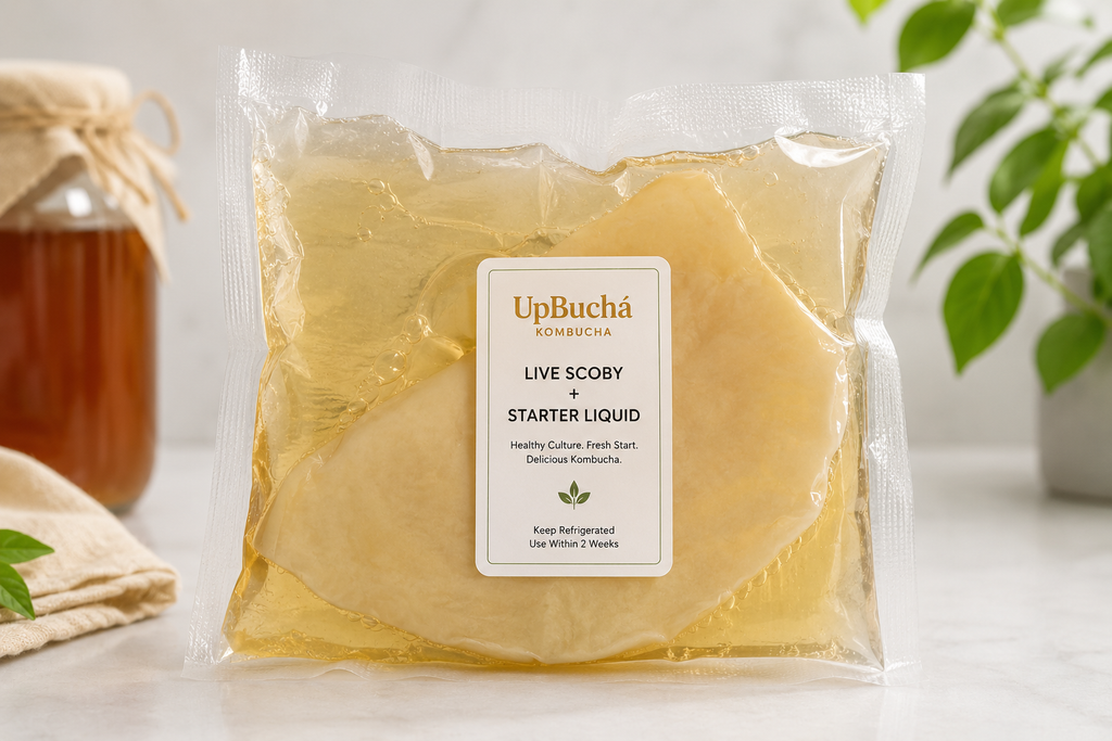 Live SCOBY & Starter Liquid